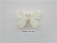 藏品(尺蛾324)的圖片